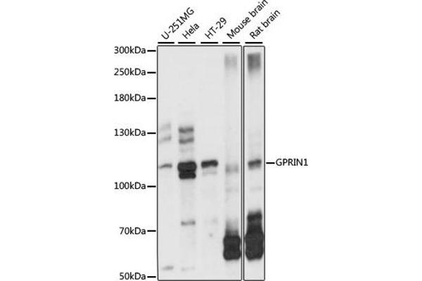 GPRIN1 Antikörper  (AA 1-300)