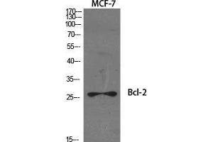 Western Blot (WB) analysis of specific cells using Bcl-2 Polyclonal Antibody. (Bcl-2 Antikörper  (Ser168, Ser170))