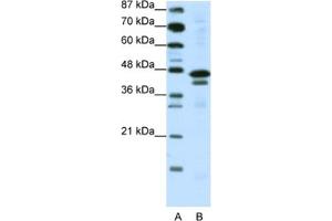 Western Blotting (WB) image for anti-Cytosolic Iron-Sulfur Protein Assembly 1 (CIAO1) antibody (ABIN2461731) (CIAO1 Antikörper)