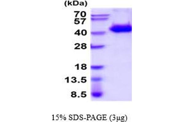 WIF1 Protein (AA 29-379) (His tag)