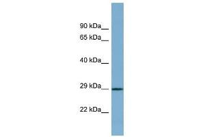 PRR16 antibody used at 1 ug/ml to detect target protein. (PRR16 Antikörper  (Middle Region))