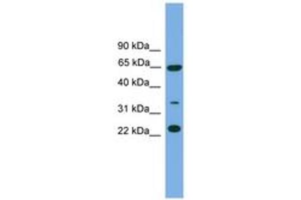 TRAPPC5 Antikörper  (N-Term)