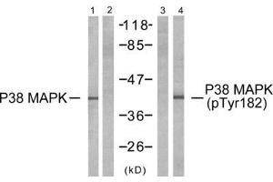 Western blot analysis of extracts from K562 cells, untreated or treated with UV, using P38 MAPK (epitope around residue 182) antibody (Line 1 and 2) and P38 MAPK (Phospho-Tyr182) antibody (Line 3 and 4). (MAPK14 Antikörper  (Tyr182))