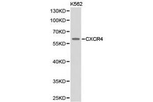 Western Blotting (WB) image for anti-Chemokine (C-X-C Motif) Receptor 4 (CXCR4) antibody (ABIN1872140) (CXCR4 Antikörper)