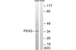 Western Blotting (WB) image for anti-Peroxisomal Biogenesis Factor 2 (PEX2) (N-Term) antibody (ABIN1851797) (PEX2 Antikörper  (N-Term))