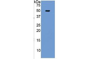 Western Blotting (WB) image for TNF Receptor Superfamily, Member 6 (FAS) ELISA Kit (ABIN6730941)