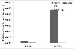 Chromatin immunoprecipitation analysis of extracts of HeLa cells, using Acetyl-Histone H3-K56 antibody (ABIN7267674) and rabbit IgG. (Histone 3 Antikörper  (H3K56))
