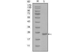 Western blot analysis using Oct4 mouse mAb against recombinant Oct4 protein with Trx tag (1). (OCT4 Antikörper  (AA 193-360))