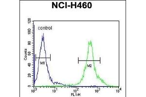 DENND1B Antibody (N-term) (ABIN654339 and ABIN2844110) flow cytometric analysis of NCI- cells (right histogram) compared to a negative control cell (left histogram). (DENND1B Antikörper  (N-Term))