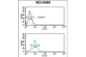 MUTYH Antibody (Center) (ABIN653106 and ABIN2842694) flow cytometric analysis of NCI- cells (bottom histogram) compared to a negative control cell (top histogram). (MUTYH Antikörper  (AA 341-367))