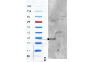 ABIN5539495 (1µg/ml) staining of Mouse Colon (wt, left lane, knock-out right lane) lysate (35µg protein in RIPA buffer). (ADGRE5 (C-Term) Antikörper)