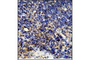 Image no. 3 for anti-Protein tyrosine Phosphatase, Receptor Type, C (PTPRC) (AA 1252-1282), (C-Term) antibody (ABIN357138) (CD45 Antikörper  (C-Term))