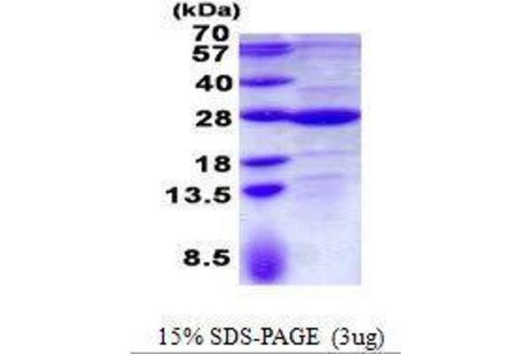 GLTP Protein