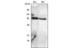 Western Blotting (WB) image for anti-Bone Morphogenetic Protein 7 (BMP7) antibody (ABIN361016) (BMP7 Antikörper)