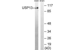 Western Blotting (WB) image for anti-Ubiquitin Specific Peptidase 13 (Isopeptidase T-3) (USP13) (C-Term) antibody (ABIN1852328) (USP13 Antikörper  (C-Term))