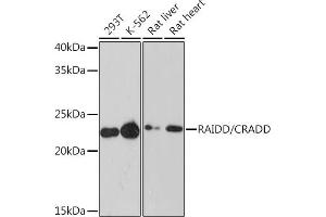 Western blot analysis of extracts of various cell lines, using RAIDD/CRADD Rabbit mAb (ABIN7266107) at 1:1000 dilution. (CRADD Antikörper)
