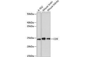 Western blot analysis of extracts of various cell lines, using CD9 antibody (ABIN7266227) at 1:1000 dilution. (CD9 Antikörper)