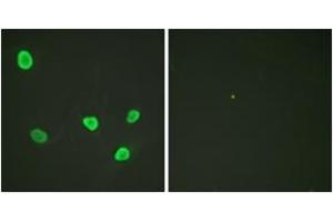 Immunofluorescence analysis of HeLa cells, using Histone H2B (Ab-12) Antibody. (Histone H2B Antikörper  (AA 10-59))