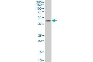 Western Blotting (WB) image for anti-Tumor Protein P53 (TP53) (AA 94-202) antibody (ABIN598982) (p53 Antikörper  (AA 94-202))