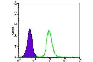 FC analysis of K562 cells using GSTP1 antibody (green) and negative control (purple). (GSTP1 Antikörper)