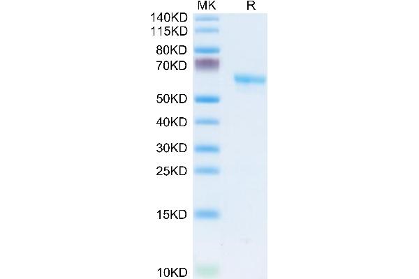 LAMP5 Protein (AA 30-235) (Fc Tag)