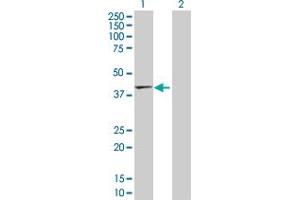 Western Blot analysis of TMOD2 expression in transfected 293T cell line by TMOD2 MaxPab polyclonal antibody. (TMOD2 Antikörper  (AA 1-351))