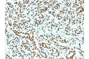 Immunohistochemical staining (Formalin-fixed paraffin-embedded sections) of human pancreas with Histone H1 recombinant monoclonal antibody, clone HH1/1784R . (Rekombinanter Histone H1 Antikörper)