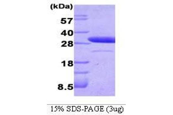 Latexin Protein (LXN) (AA 1-222)