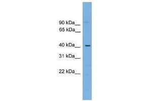 WBP4 antibody used at 0. (WBP4 Antikörper  (N-Term))