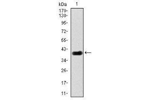 Image no. 1 for anti-delta-Like 4 (DLL4) antibody (ABIN1497856) (DLL4 Antikörper)