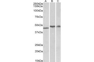 Image no. 1 for anti-TAR DNA Binding Protein (TARDBP) (Internal Region) antibody (ABIN375078) (TARDBP Antikörper  (Internal Region))