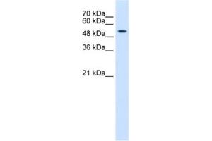 Western Blotting (WB) image for anti-Keratin 8 (KRT8) antibody (ABIN2462515) (KRT8 Antikörper)