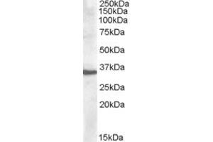 Western Blotting (WB) image for anti-Apolipoprotein F (APOF) (C-Term) antibody (ABIN2466653) (Apolipoprotein F Antikörper  (C-Term))