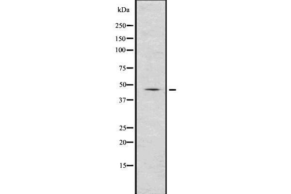 Renin Antikörper  (Internal Region)