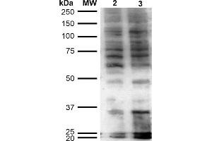 Western Blot analysis of Human Cervical Cancer cell line (HeLa) showing detection of Hexanoyl-Lysine adduct-BSA using Mouse Anti-Hexanoyl-Lysine adduct Monoclonal Antibody, Clone 5D9 . (Hexanoyl-Lysine Adduct (HEL) Antikörper (Atto 594))
