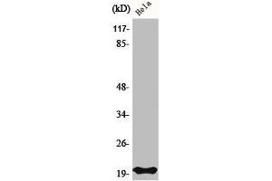 Western Blot analysis of HeLa cells using Bax Polyclonal Antibody (BAX Antikörper  (N-Term))