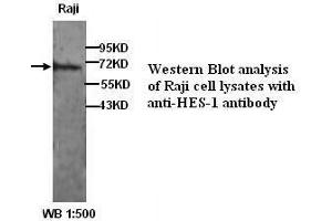 Image no. 1 for anti-Hes Family bHLH Transcription Factor 1 (HES1) (N-Term) antibody (ABIN790919) (HES1 Antikörper  (N-Term))