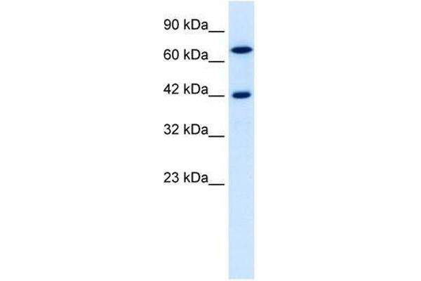 TOX2 Antikörper  (N-Term)