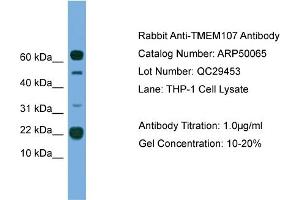 WB Suggested Anti-TMEM107  Antibody Titration: 0. (TMEM107 Antikörper  (N-Term))