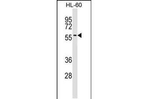 Western blot analysis in HL-60 cell line lysates (35ug/lane). (IFRD2 Antikörper  (C-Term))