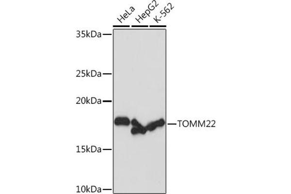 TOMM22 Antikörper
