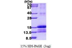 Id2 Protein (His tag)