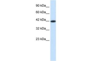 Western Blotting (WB) image for anti-Somatostatin Receptor 4 (SSTR4) antibody (ABIN2460701) (SSTR4 Antikörper)