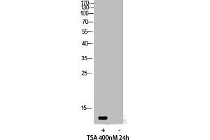 Western Blot analysis of 293 cells using Acetyl-Histone H4 (K12) Polyclonal Antibody (HIST1H4A Antikörper  (acLys12))