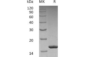 Greater than 95 % as determined by reducing SDS-PAGE. (G-CSF Protein)