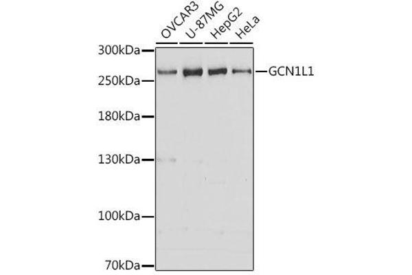 GCN1L1 Antikörper  (AA 2462-2671)