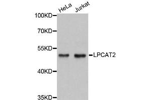Western blot analysis of extracts of various cell lines, using LPCAT2 antibody (ABIN5972766) at 1:3000 dilution. (LPCAT2 Antikörper)