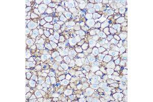 Immunohistochemistry of paraffin-embedded rat ovary using Annexin  Rabbit mAb (ABIN7265619) at dilution of 1:100 (40x lens). (Annexin A2 Antikörper)