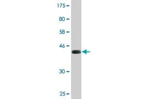 Western Blot detection against Immunogen (43. (SRGN Antikörper  (AA 1-158))