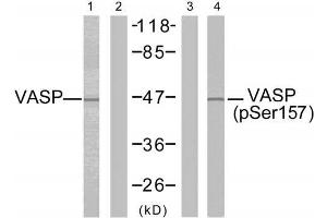 Western blot analysis of extracts from NIH/3T3 cells untreated or treated with forskolin (40µM, 30min), using VASP (Ab-157) antibody (E021207, Lane 1 and 2) and VASP (phospho-Ser157) antibody (E011214, Lane 3 and 4). (VASP Antikörper)